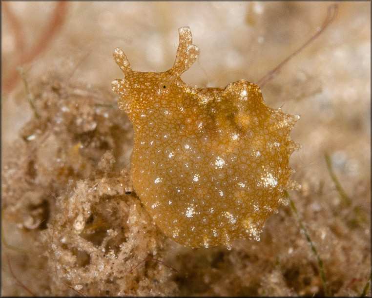 Notarchus punctatus Philippi, 1836