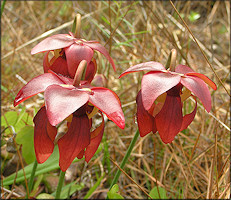 Parrot Pitcher Plant [Sarracenia psittacina] Flower