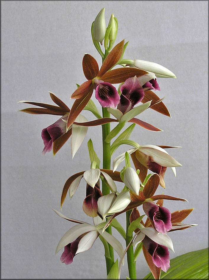 Nun's Orchid [Phaius tankervilliae]