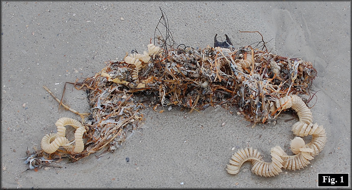 Mayport Beach tangle