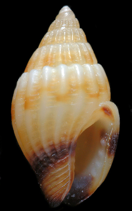 Parvanachis obesa (C. B. Adams, 1845) Fat Dovesnail