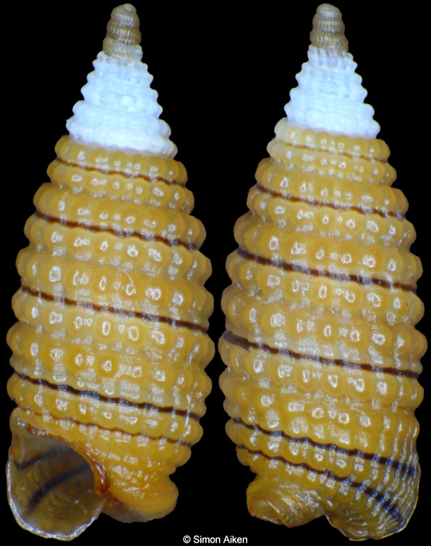 Obesula cf. mus Jousseaume, 1898
