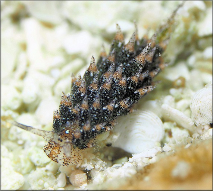 Costasiella ocellifera (Simroth, 1895) Eyespot Costasiella