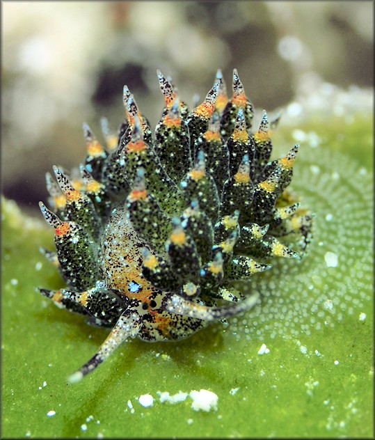 Costasiella ocellifera (Simroth, 1895) Eyespot Costasiella