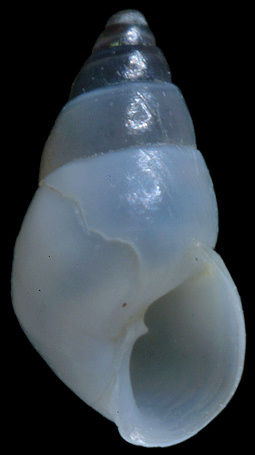 Odostomia acutidens Dall, 1884 Sharp-tooth Odostome