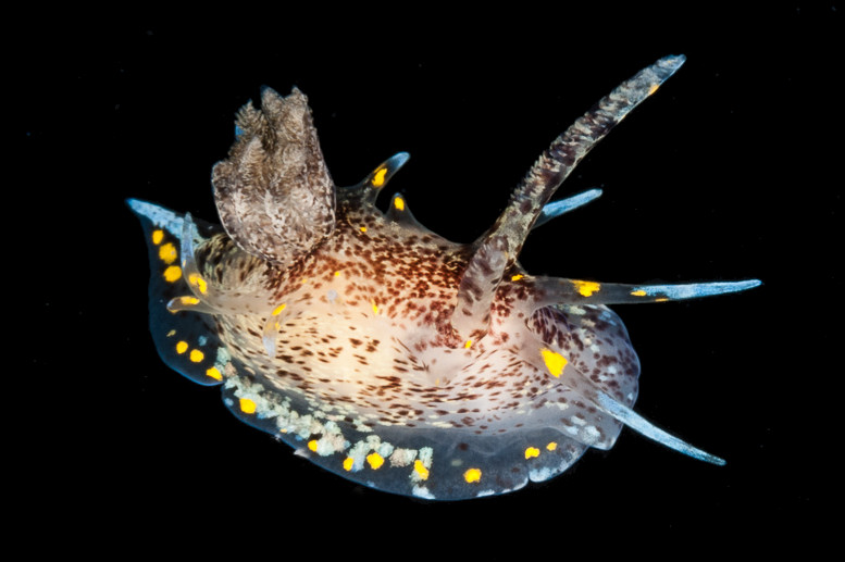 Okenia ascidicola M. P. Morse, 1972