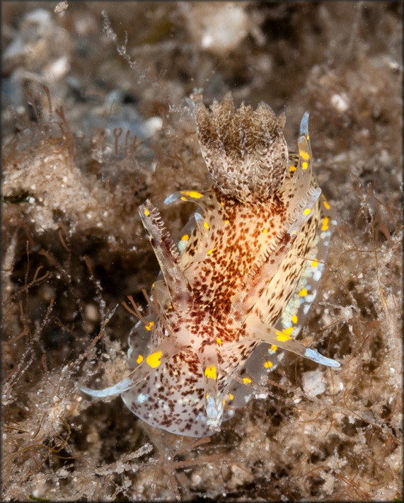 Okenia ascidicola M. P. Morse, 1972