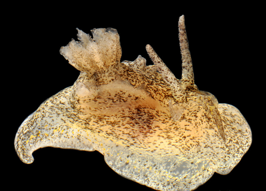 Okenia ascidicola M. P. Morse, 1972