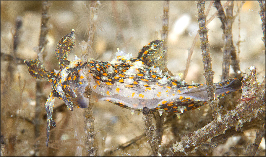 Polycera odhneri Er. Marcus, 1955