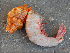 Triplofusus giganteus (Kiener, 1840) Juvenile With Bait Shrimp Lunch