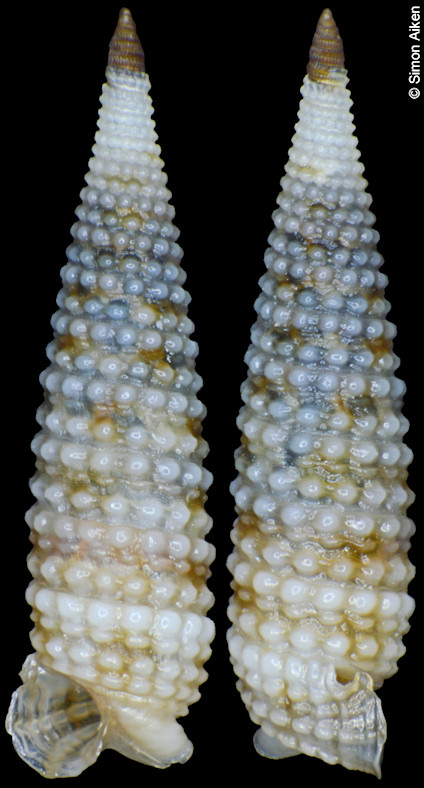Mastonia millepunctata (Kosuge, 1962)