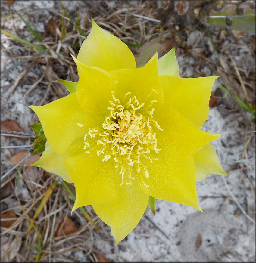 Eastern Prickly Pear Cactus [Opuntia austrina]