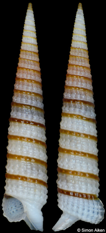 Costatophora iniqua (Jousseaume, 1898)