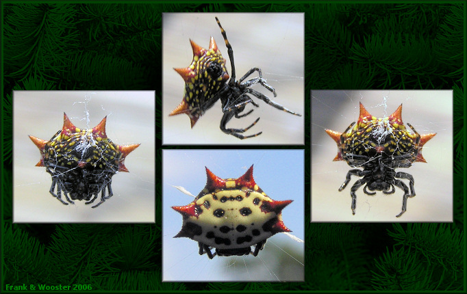 Spiny Orb Weaver Spider [Gasteracantha cancriformis]