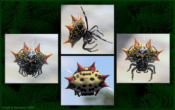 Spiny Orb Weaver Spider [Gasteracantha cancriformis]