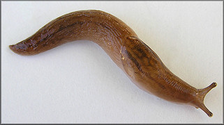 Ambigolimax  valentianus (Frussac, 1821) Three-band Garden Slug