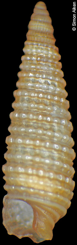 Triphora otsuensis Yokoyama, 1920