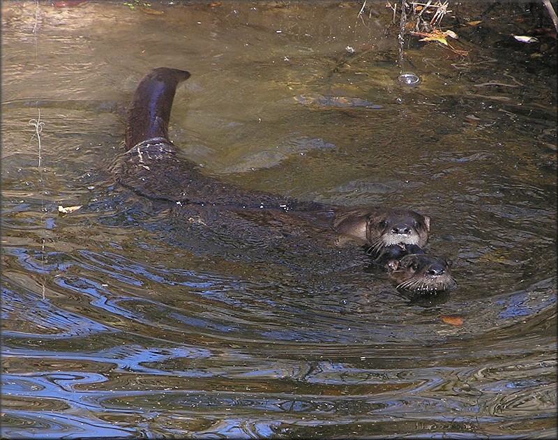 Northern River Otter [Lutra canadensis] Mating