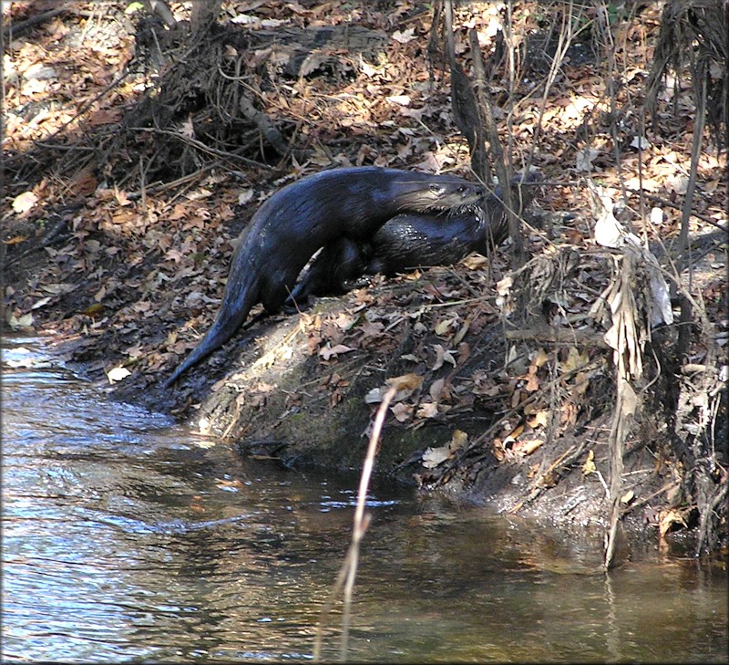 Northern River Otter [Lutra canadensis] Mating