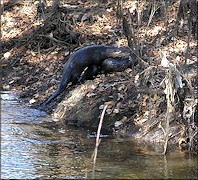 Northern River Otter [Lutra canadensis] Mating