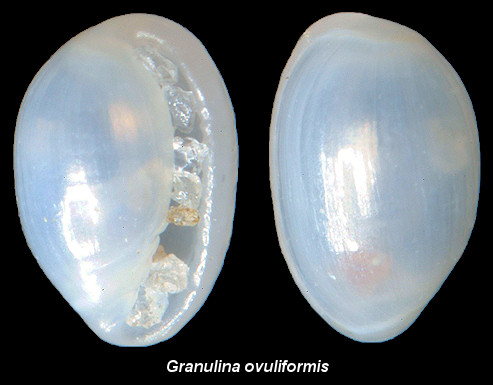Granulina ovuliformis (d’Orbigny, 1841) Teardrop Marginella 