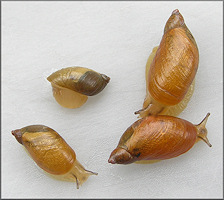 Oxyloma retusum (I. Lea, 1834) Blunt Ambersnail