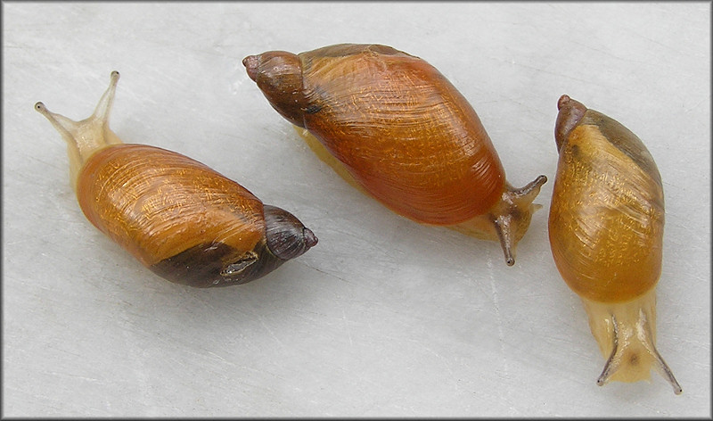 Oxyloma retusum (I. Lea, 1834) Blunt Ambersnail