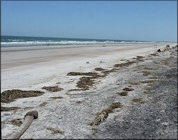 Little Talbot Island Looking To The South 4/17/2012