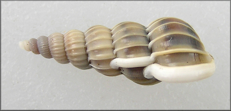 Gyroscala rupicola (Kurtz, 1860)) Brown-band Wentletrap