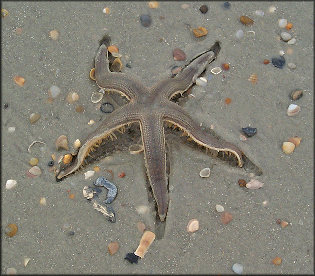 Luidia clathrata (Say, 1825) Lined Sea Star