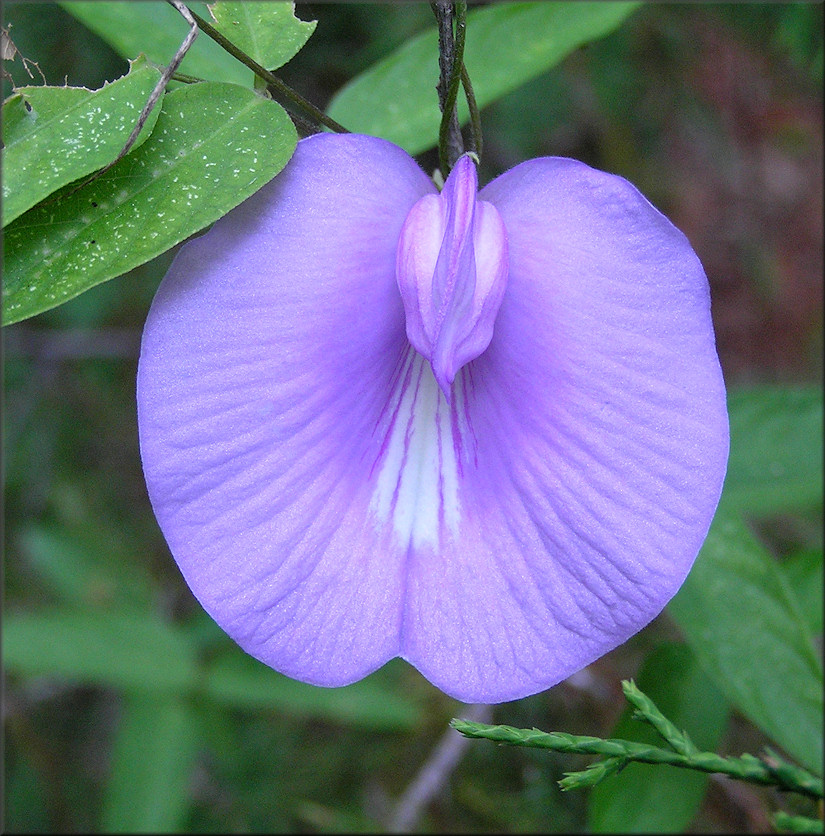 Spurred Butterfly Pea [Centrosema virginianum]