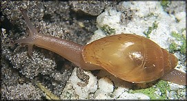 Euglandina rosea (Frussac, 1821)
