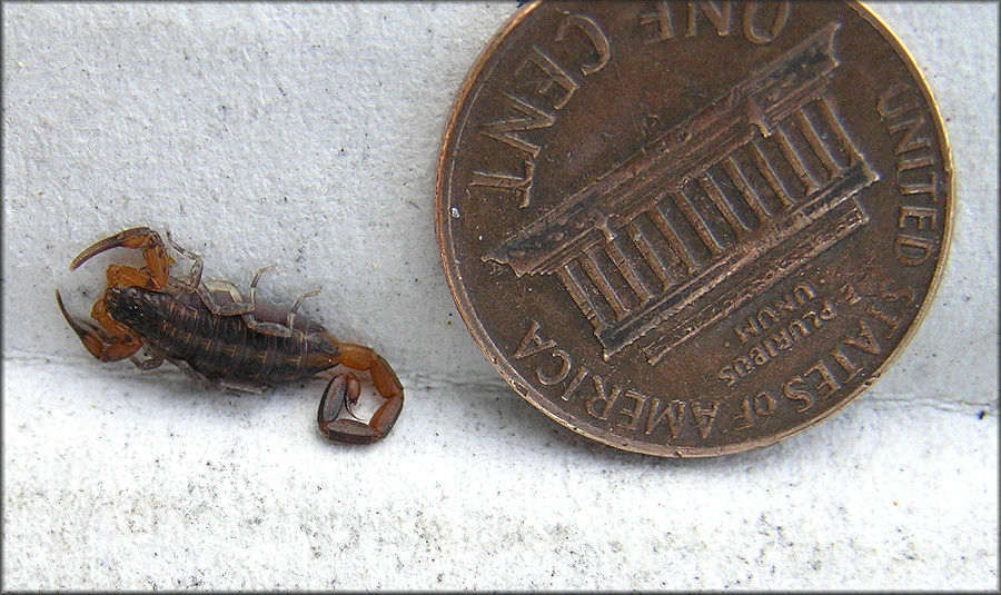 Hentz's Striped Scorpion [Centruroides hentzi] Juvenile