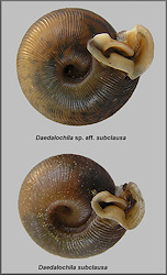 Daedalochila sp. aff. subclausa (Pilsbry, 1899) variant A, cf. Suwannee Liptooth