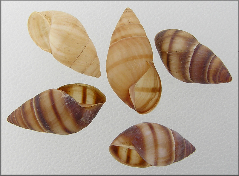 Bulimulus guadalupensis (Bruguière, 1789) West Indian Bulimulus