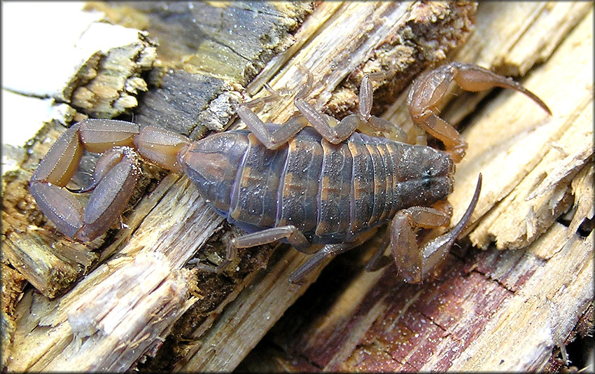 Hentz's Striped Scorpion [Centruroides hentzi]