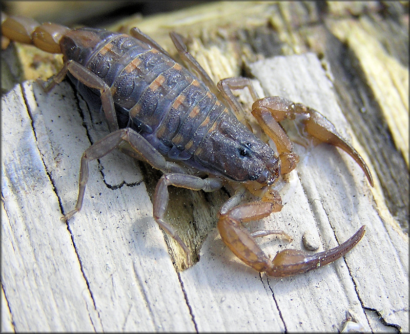 Hentz's Striped Scorpion [Centruroides hentzi]