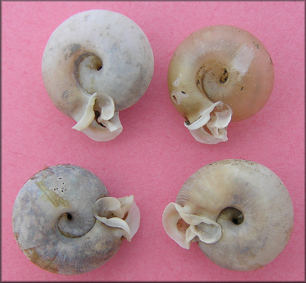 Empty Daedalochila auriculata Shells From Six Mile Creek In Duval County