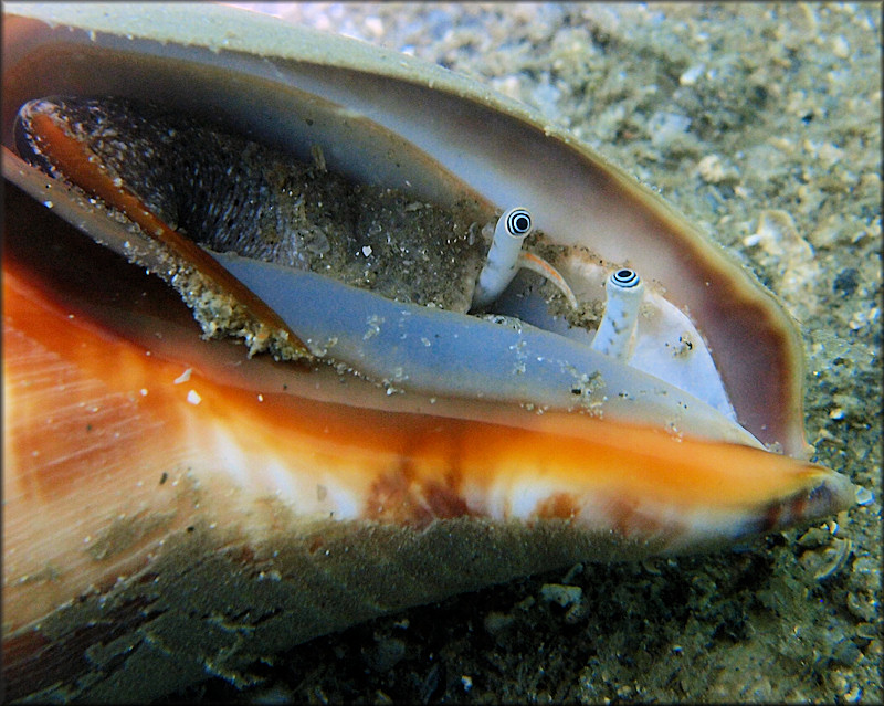 Strombus alatus Gmelin, 1791 Florida Fighting Conch Juvenile In Situ