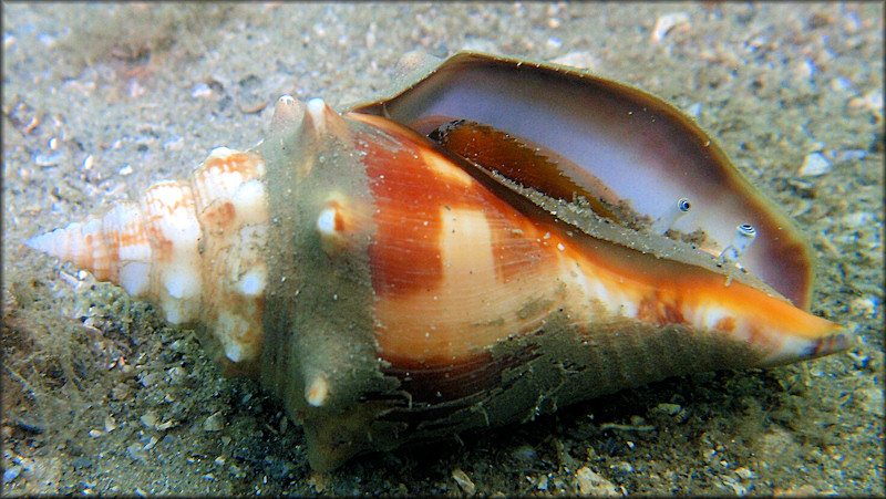 Strombus alatus Gmelin, 1791 Florida Fighting Conch Juvenile In Situ