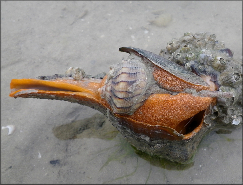 Triplofusus giganteus (Kiener, 1840) Devouring Busycon perversum (Linnaeus, 1758)