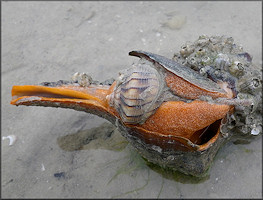 Triplofusus giganteus (Kiener, 1840) Devouring Busycon perversum (Linnaeus, 1758)