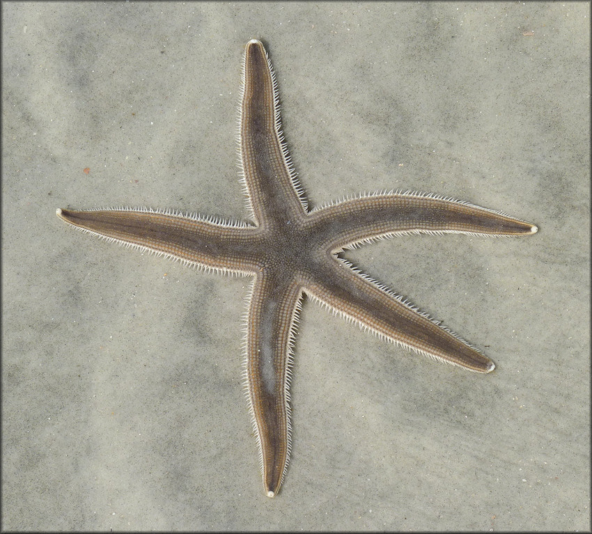 Luidia clathrata (Say, 1825) Lined Sea Star