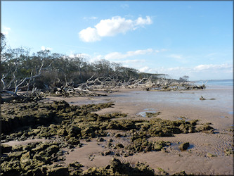 Big Talbot Island - northern view from Black Rock Trail 1/12/2013