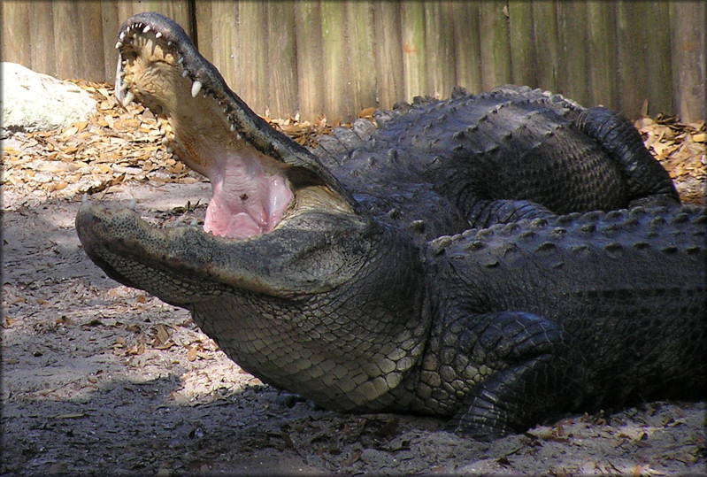 American Alligator [Alligator mississippiensis]