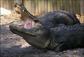 American Alligator [Alligator mississippiensis]