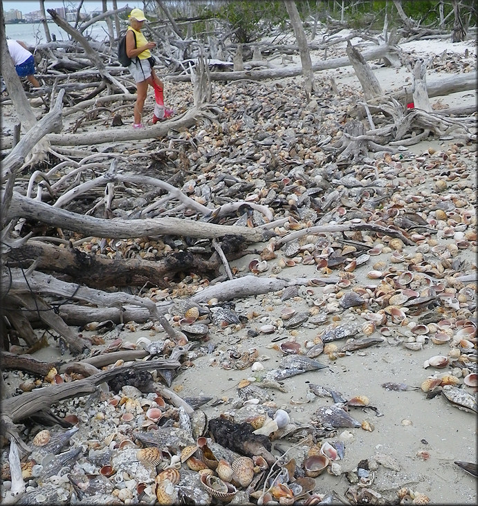 Shell Pile On The Beach, North Kice Island, Collier County, Florida (1/19/2013)