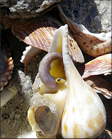 Fulguropsis spirata (Lamarck, 1816) Pear Whelk Living Specimen