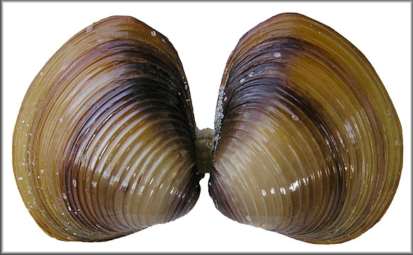 Corbicula fluminea (Müller, 1774) Asian Clam
