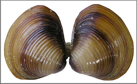 Corbicula fluminea (Mller, 1774) Asian Clam